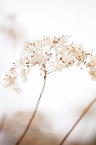Foto Soft dried flower_brown, Studio Collection