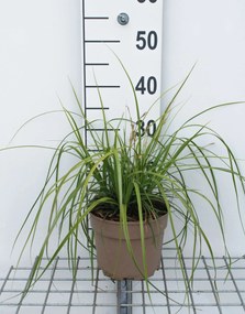 Carex oshimensis 'Everlime' (Evercolor) - pot 3L