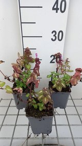 Lamium maculatum 'Chequers' - pot 9x9 cm