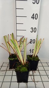 Iris sibirica 'Caesar's Brother' - pot 9x9 cm