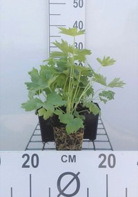Delphinium 'Galahad' - pot 9x9 cm -