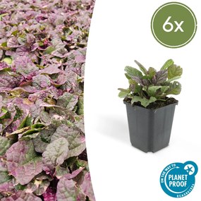 Ajuga reptans 'Burgundy Glow' - 20cm
