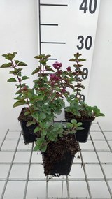 Origanum 'Rosenkuppel' - pot 9x9 cm