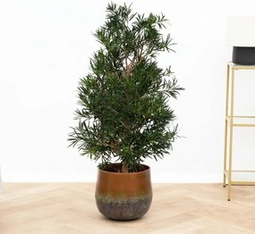 Podocarpus Macrophylla - 120cm
