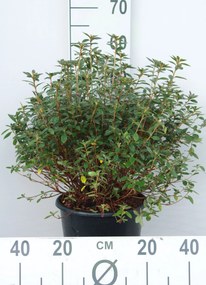 Azalea japonica - roze - pot 10L - 50-60 cm