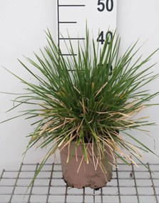 Deschampsia cespitosa 'Goldschleier' - pot 3L