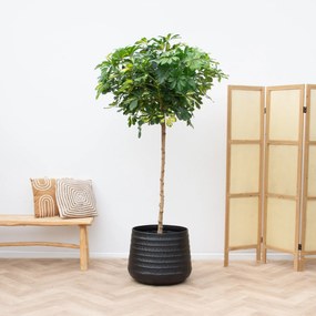 Schefflera Gold Capella op stam - 210cm