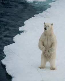 Foto A curious bear, Ken Petch, (30 x 40 cm)