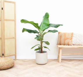 Bananenplant - 110cm