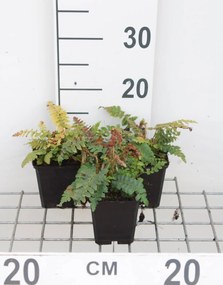 Polystichum polyblepharum - pot 9x9 cm