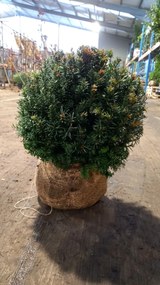 Taxus baccata - aardekluit - bolvorm diameter 40+ cm