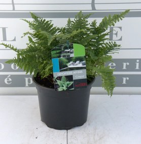 Dryopteris affinis'Crispa'- pot 2L