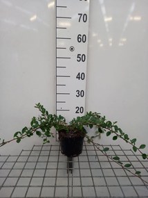 Cotoneaster dammeri 'Miranda' - pot 1,3L - 20-30 cm -