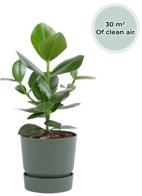 Ogreen - Champ inclusief pot Forest
