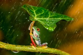 Kunstfotografie Ohh Noo :( It's Raining, Kutub Uddin, (40 x 26.7 cm)