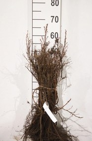 Potentilla fruticosa 'Abbotswood' - blote wortel - 30-50 cm - 3-5 takken