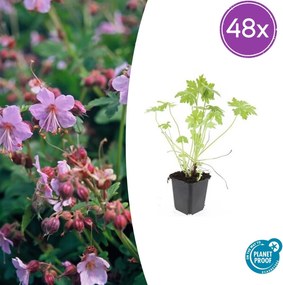 Geranium Macrorrhizum - 20cm
