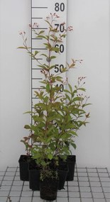 Gillenia trifoliata - pot 9x9 cm