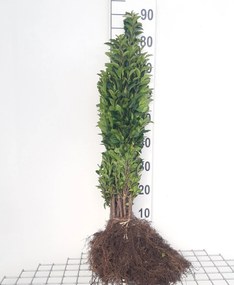 Ligustrum ovalifolium - blote wortel - 40-60 cm -