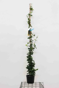 Trachelospermum jasminoides - pot 3L - 100-125 cm -