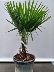 Trachycarpus fortunei - pot 45L - geënt op stamhoogte 40-50 cm