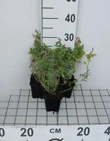 Nepeta mussinii - pot 9x9 cm