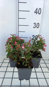 Fuchsia 'Lady Thumb' - pot 9x9 cm -