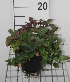 Cornus canadensis - pot - 15-20 cm