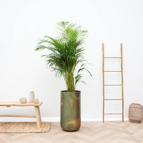 Combi deal -Dypsis Lutescens (Areca palm)  inclusief vaas Elisa Mystic - 190cm