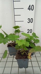 Heuchera villosa var. macrorrhiza - pot 9x9 cm -