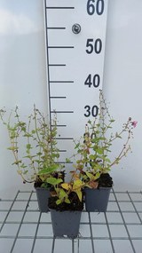 Diascia fetcaniensis - pot 9x9 cm