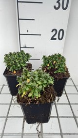 Iberis sempervirens 'Pink Ice' - pot 9x9 cm -
