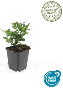 48x Aster ageratoides'Stardust'-↕10-25cm - Ø9cm