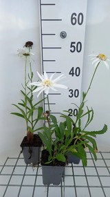 Leucanthemum 'Christine Hagemann' - pot 9x9 cm