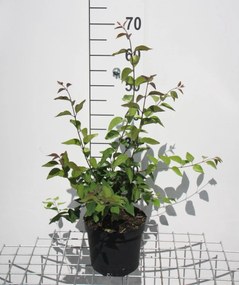 Syringa microphylla 'Superba' - pot - 40-50 cm