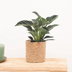 Philodendron White Wave - 30cm