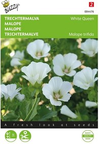 Buzzy seeds - bloemzaden - Malope, Trechtermalva White Queen