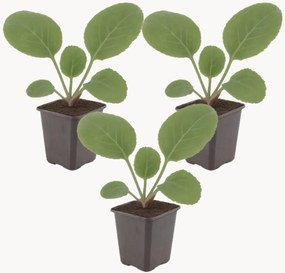 Planten Bergenia Bergenia cordifolia, 3-delig