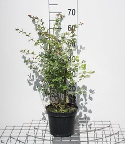 Symphoricarpos x doorenbosii 'Mother of Pearl' - pot - 50-60 cm