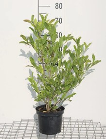 Magnolia stellata - pot - 50-60 cm
