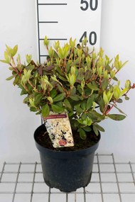Rhododendron 'Shamrock' - pot - 25-30 cm