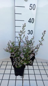 Aster ericoides 'Erlkönig' - pot 9x9 cm