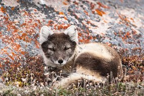 Kunstfotografie Resting Female Arctic Fox, drferry, (40 x 26.7 cm)