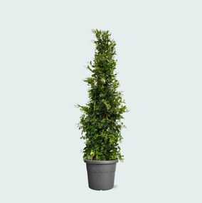 Ligustrum Texano Pyramide - 240cm
