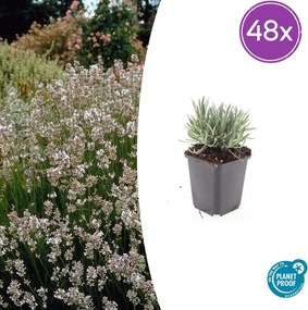 Lavandula Intermedia 'Edelweiss' - 20cm