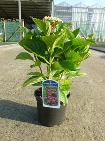 Hydrangea macrophylla 'Kardinal' - pot - 25-30 cm
