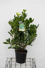 Pittosporum tobira - pot 3L - 40-50 cm -