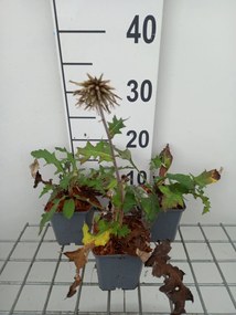 Echinops bannaticus 'Star Frost' - pot 9x9 cm