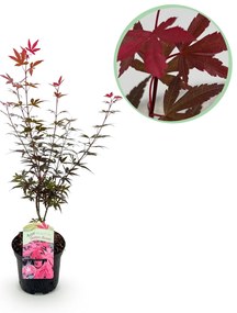 Japanse Esdoorn Skeeter's Broom - Paars - 70cm