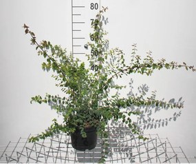 Symphoricarpos x chenaultii 'Hancock' - pot 3L - 50-60 cm
